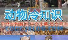 外面国外纪录片解说动物解说美食中视频