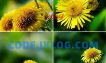 花卉摄影教程 拍出唯美花卉照片44课