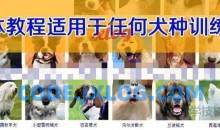 让你的狗狗听话 狗狗训练课程