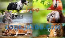 动物手机铃声v18.1高级版/享受大自然